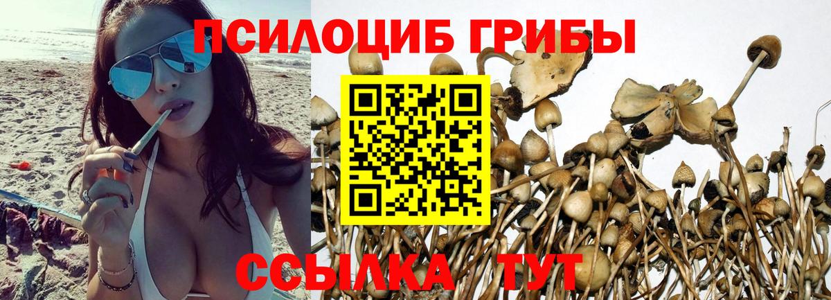 Псилоцибиновые грибы мицелий  Вход с VPN  Камышлов 